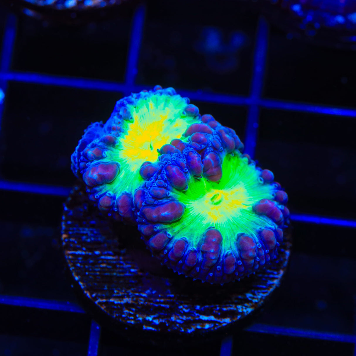 Blueberry Blastomussa Coral