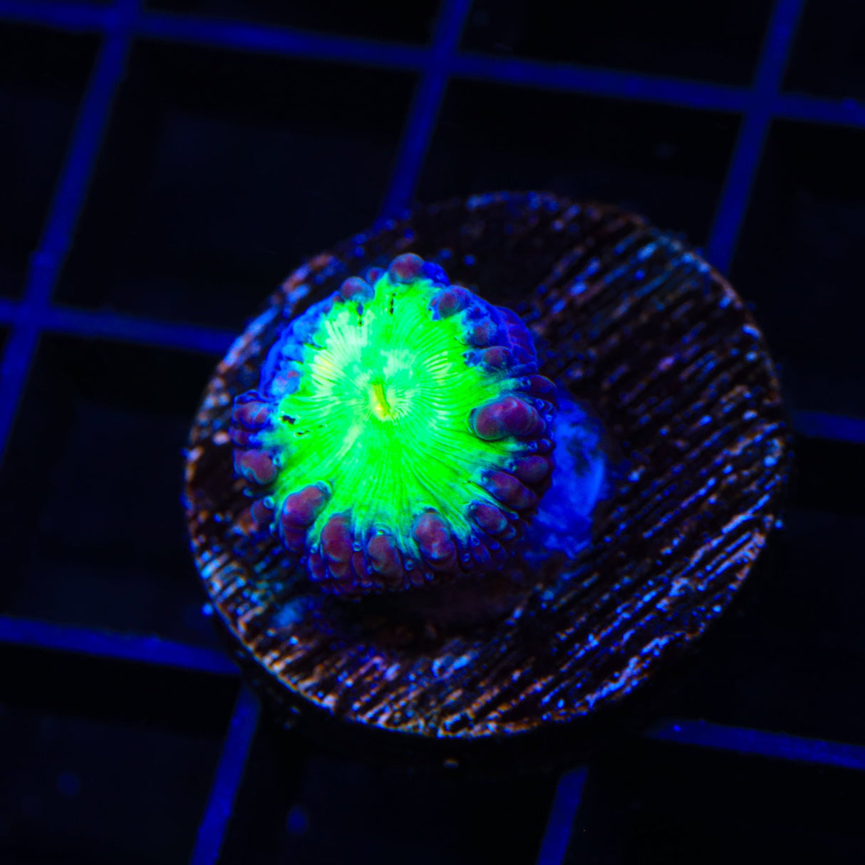 Blueberry Blastomussa Coral