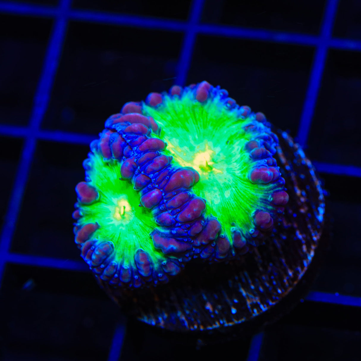 Blueberry Blastomussa Coral