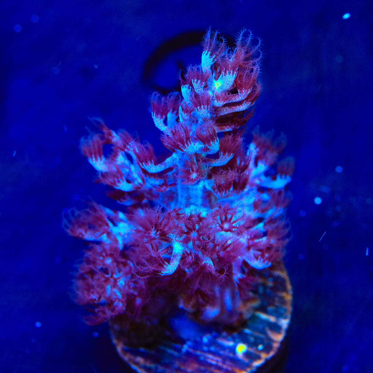 Blueberry Kenya Tree Coral