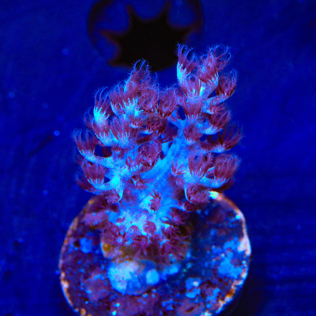 Blueberry Kenya Tree Coral