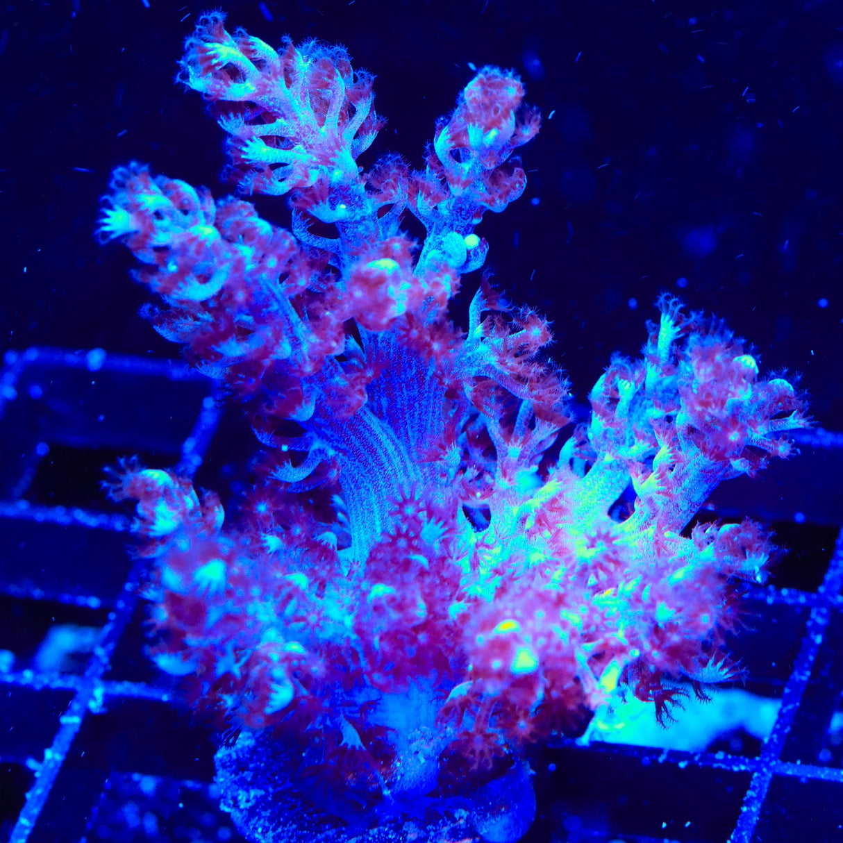 Blueberry Kenya Tree Coral
