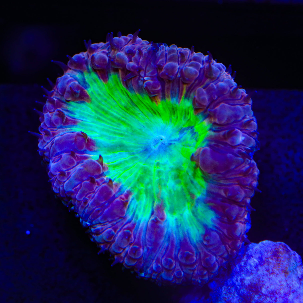 Blueberry Pie Blastomussa Coral