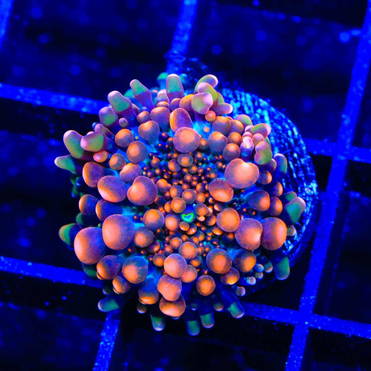 Booming Yuma Coral