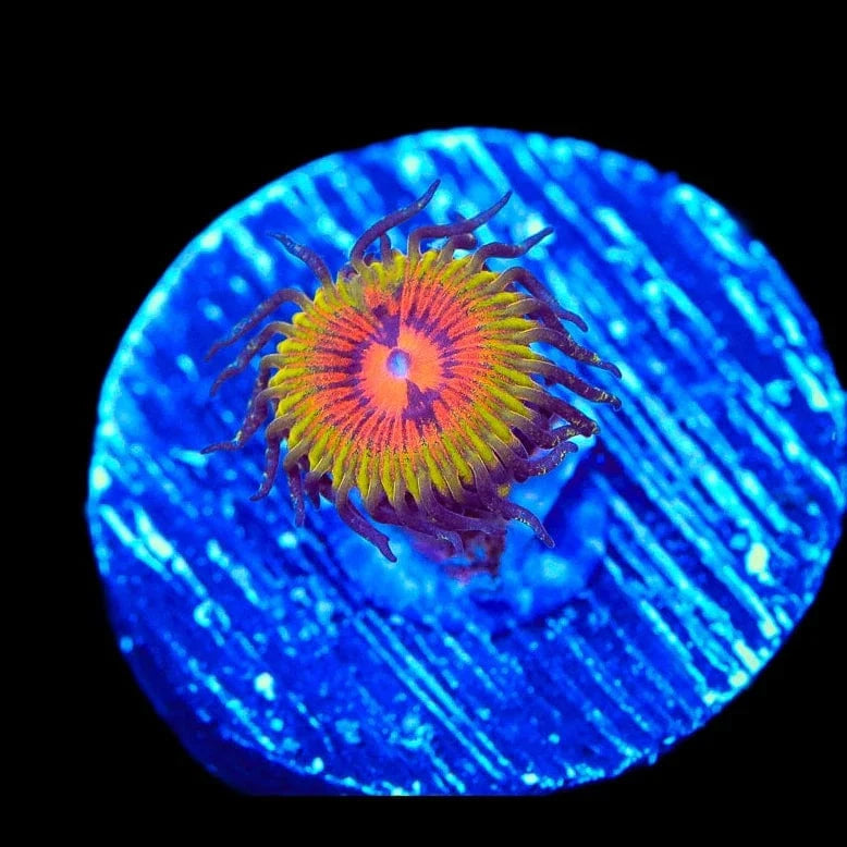 Bow Tie Blasters Zoanthids Coral