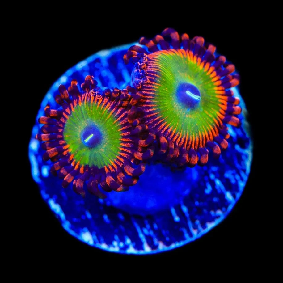 Bowzers Zoanthid Coral