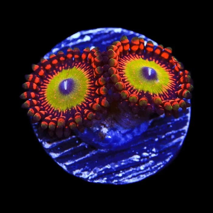 Bowzers Zoanthid Coral