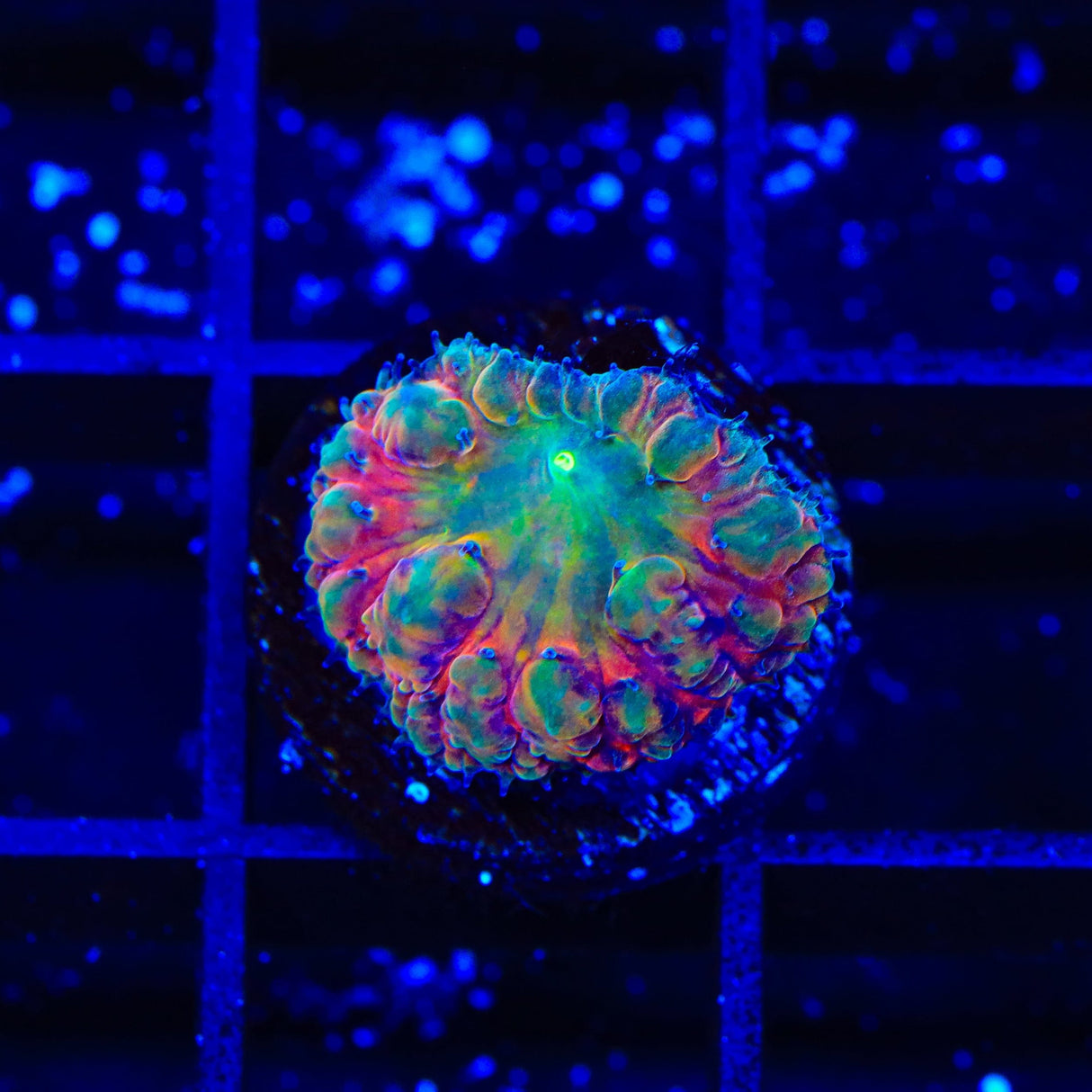 BSA Titty Twister Blastomussa Coral