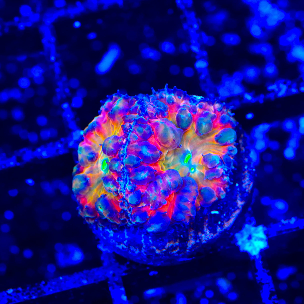 BSA Titty Twister Blastomussa Coral