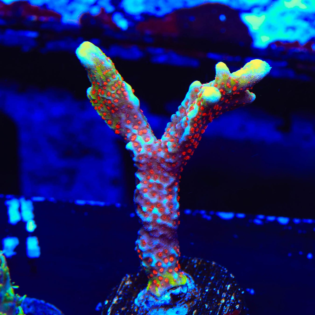 Bubblegum Digitata Montipora Coral