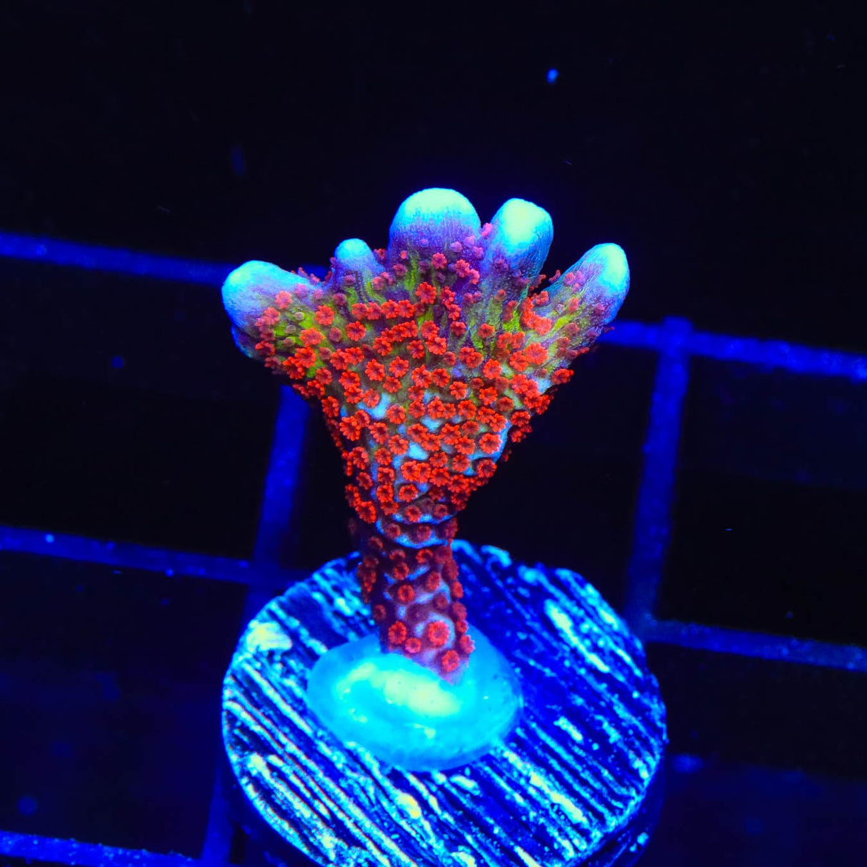 Bubblegum Digitata Montipora Coral
