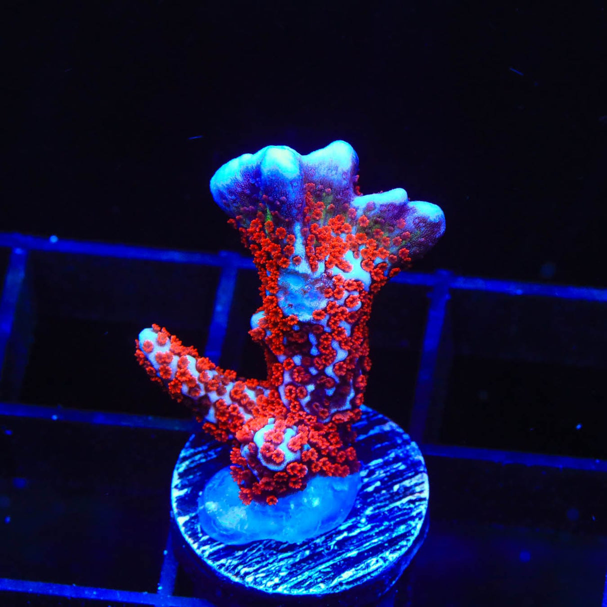Bubblegum Digitata Montipora Coral