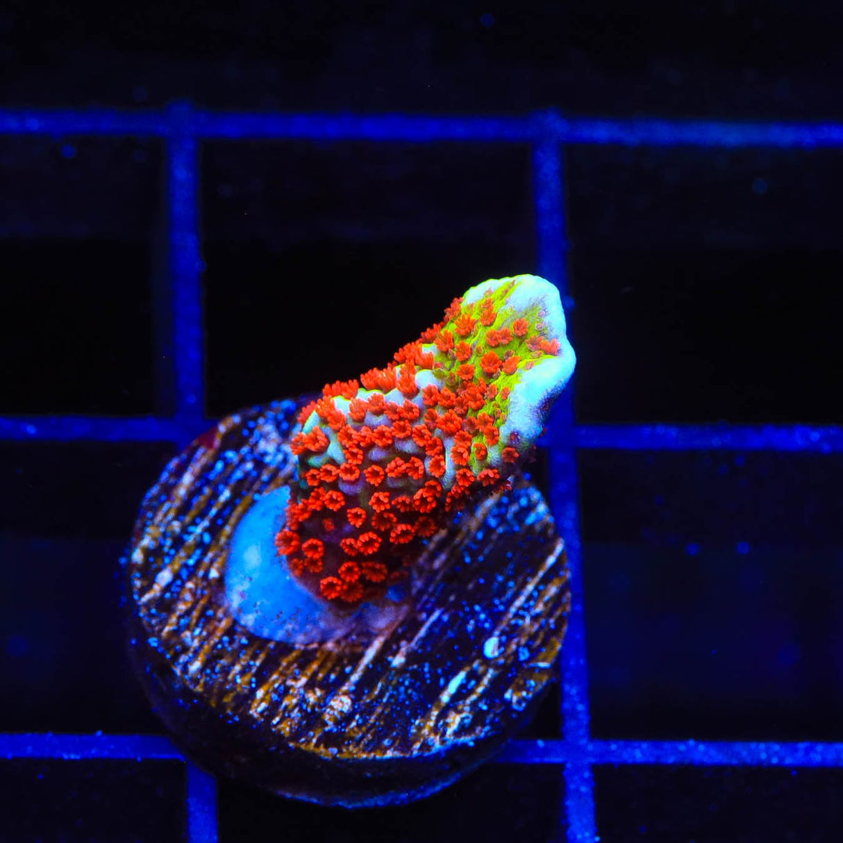 Bubblegum Digitata Montipora Coral