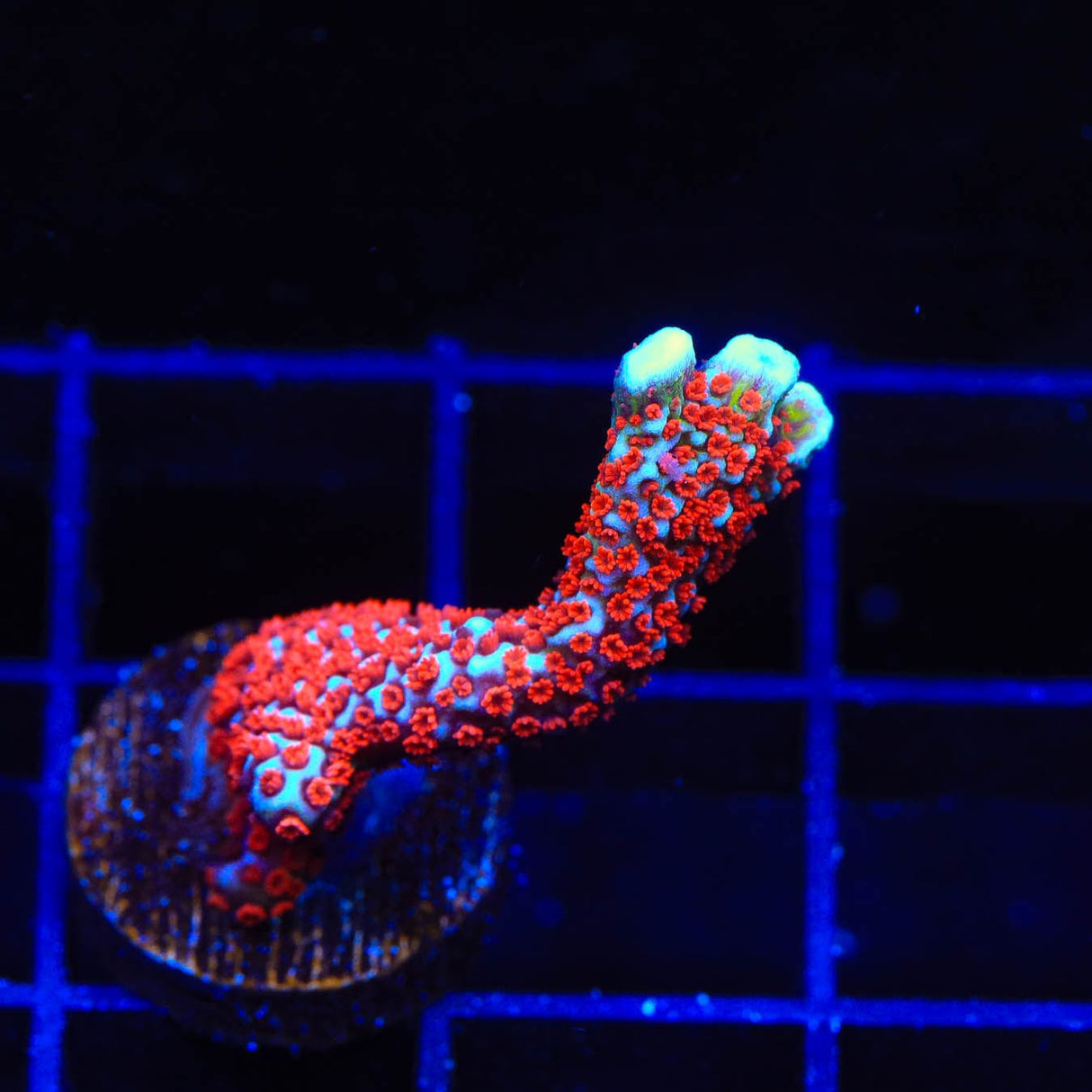 Bubblegum Digitata Montipora Coral