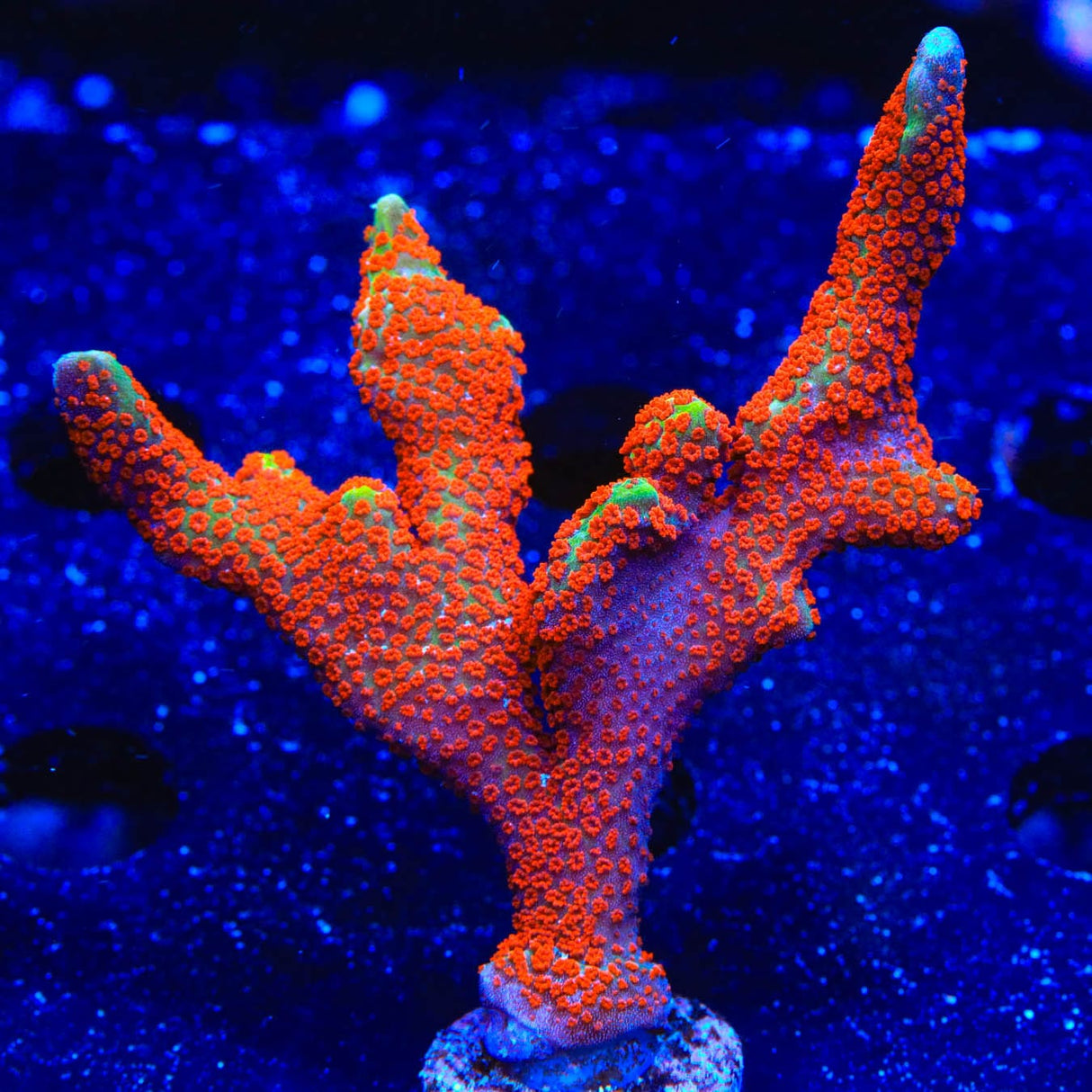 Bubblegum Digitata Montipora Coral