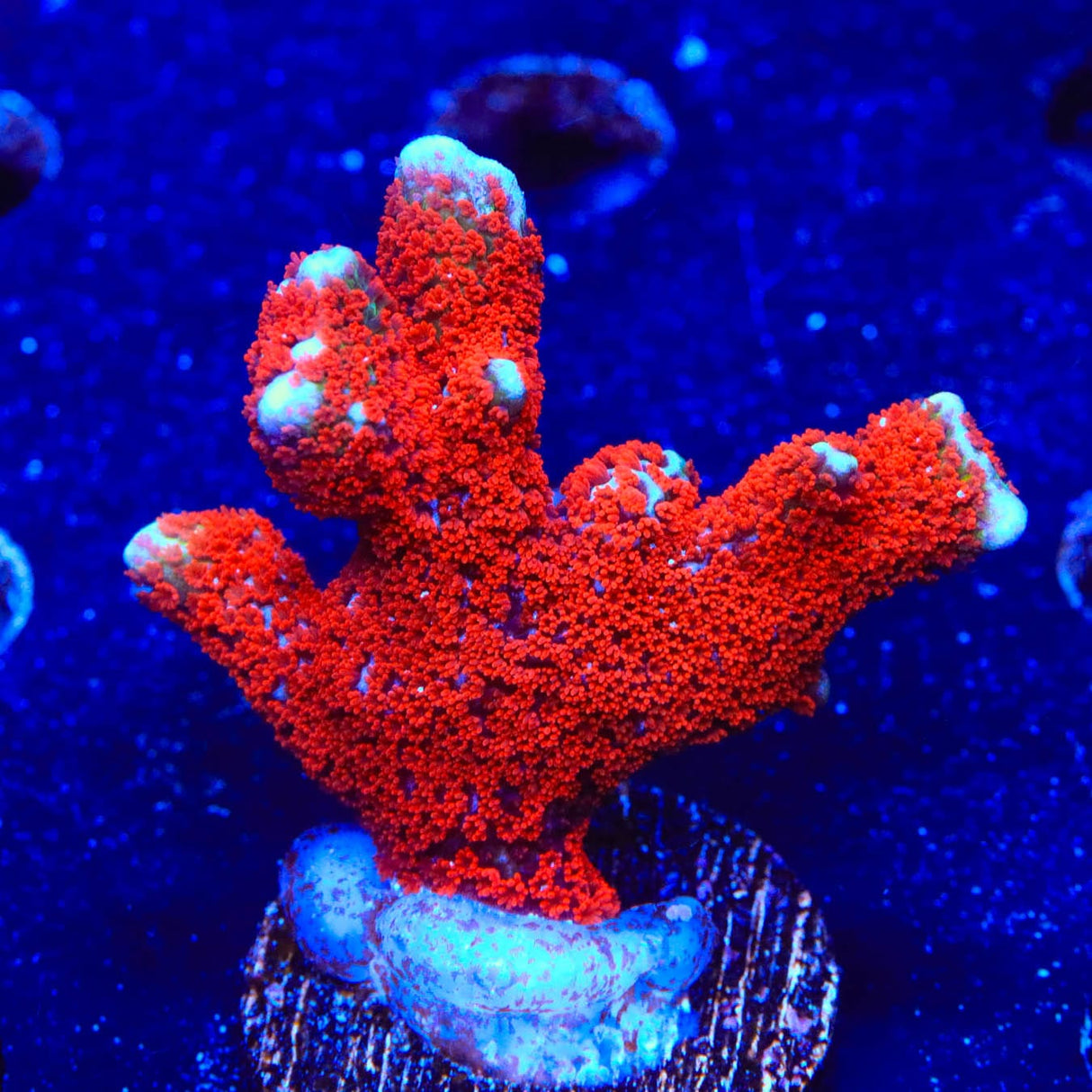 Bubblegum Digitata Montipora Coral