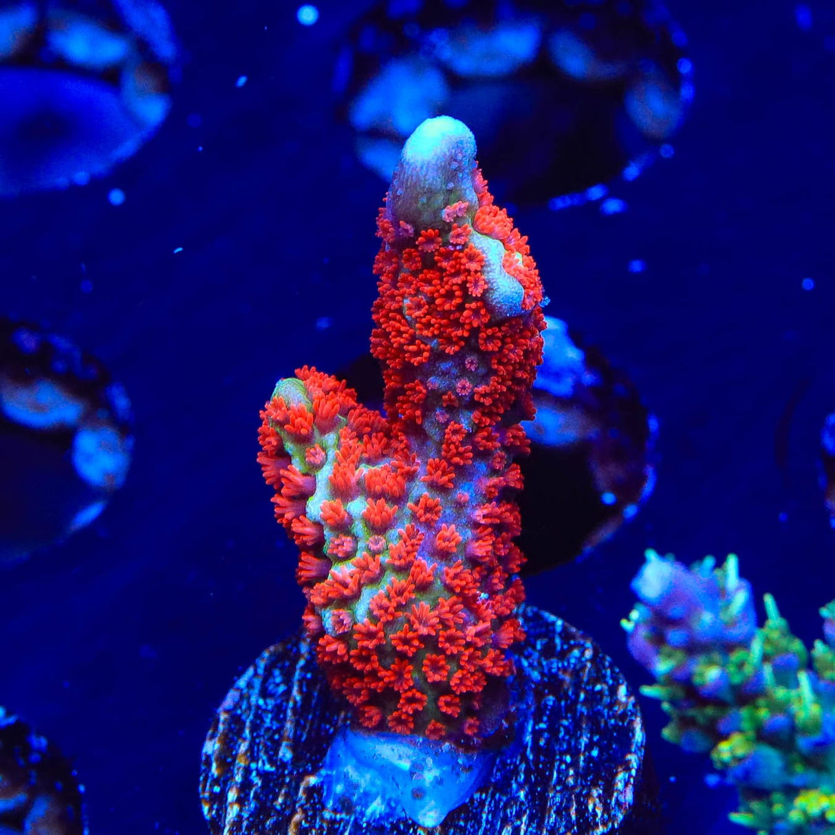 Bubblegum Digitata Montipora Coral