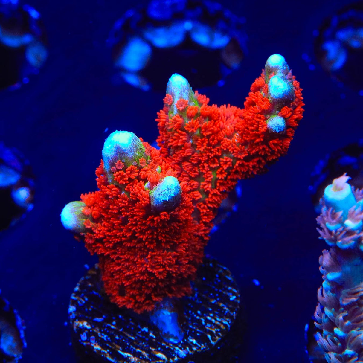 Bubblegum Digitata Montipora Coral