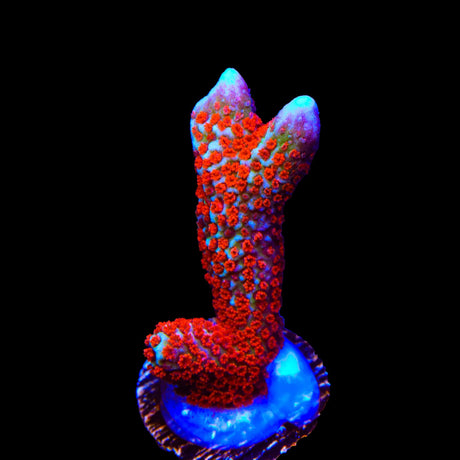 Bubblegum Digitata Montipora Coral