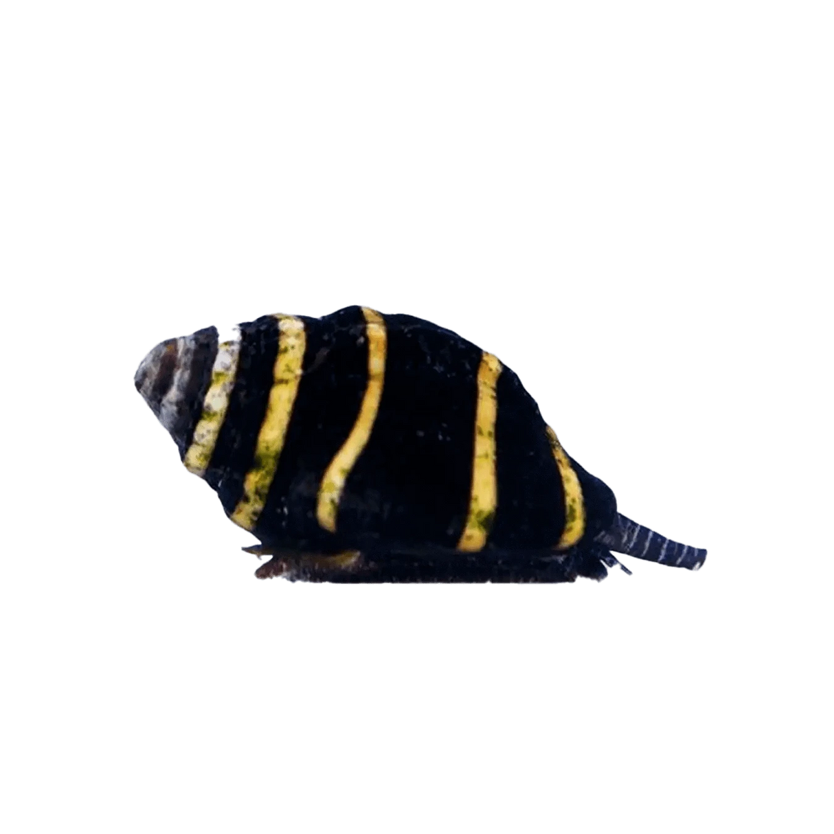 Bumble Bee Snail – Engina mendicaria