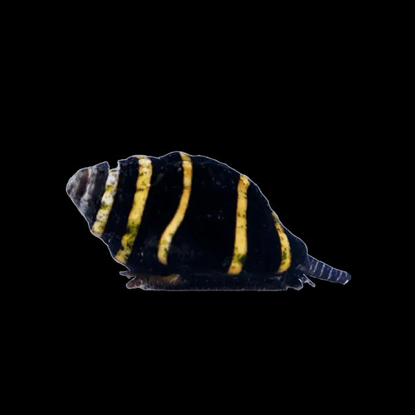 Bumble Bee Snail (3 Pack)