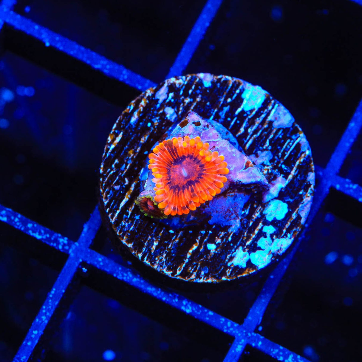 Burning Embers Zoanthids Coral