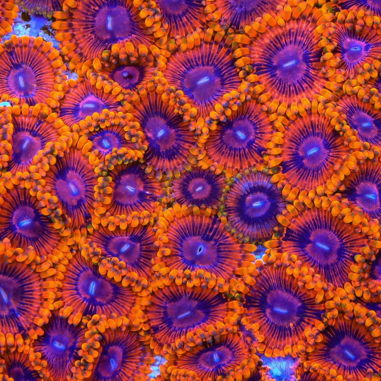 Burning Embers Zoanthids Coral