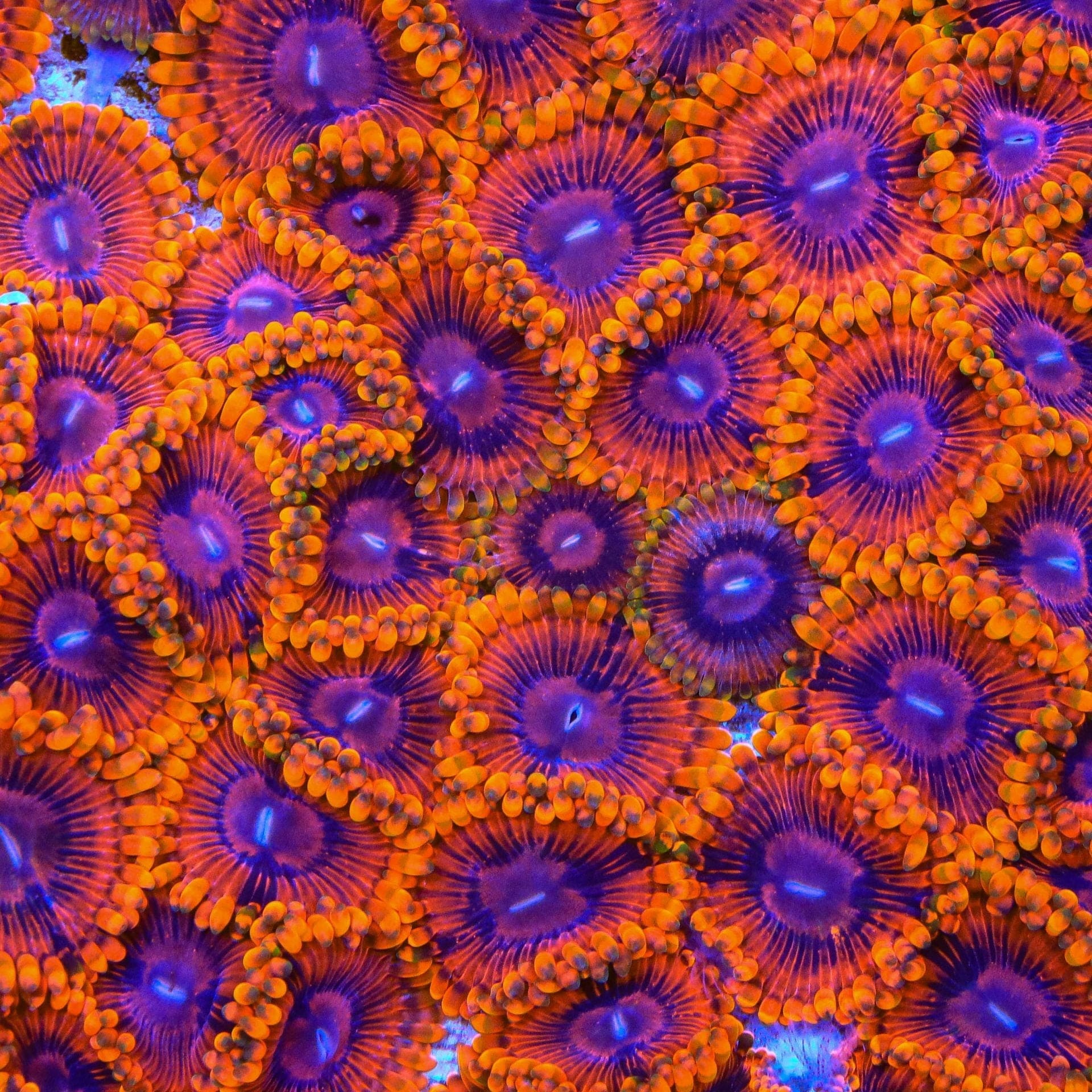 Burning Embers Zoanthids Coral