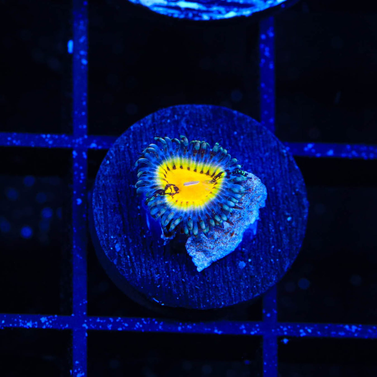 Butt Muncher Zoanthid Coral