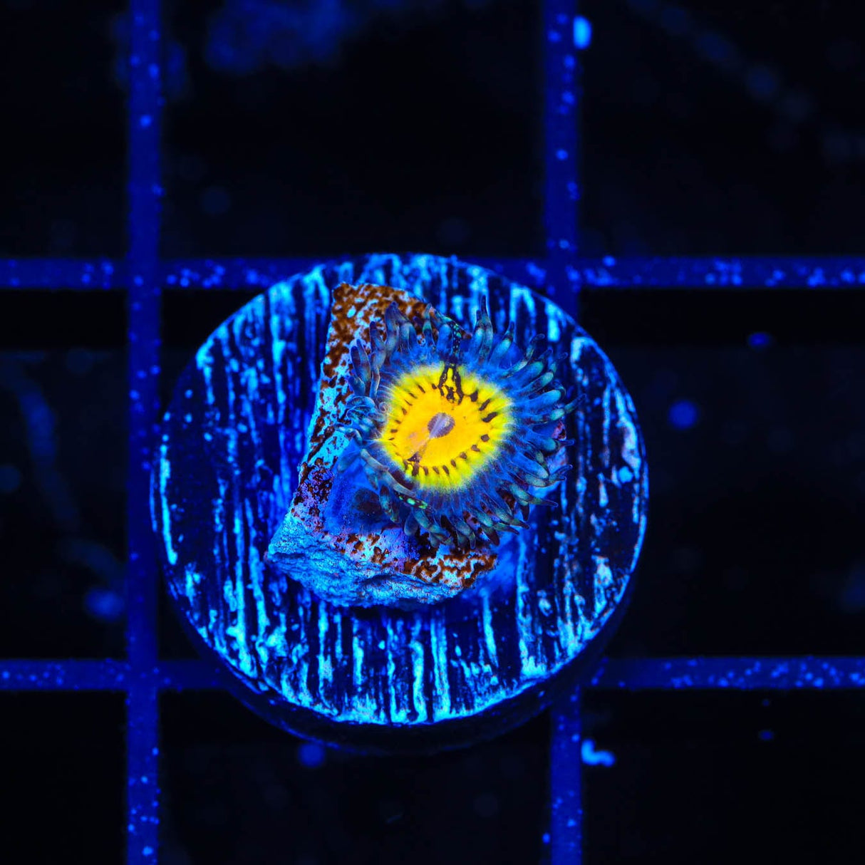 Butt Muncher Zoanthid Coral