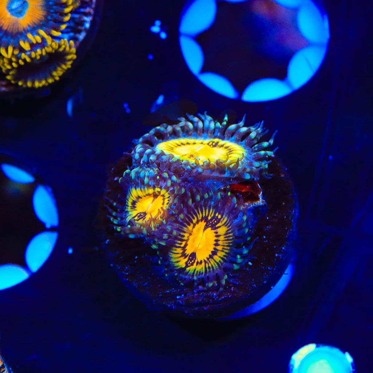 Butt Muncher Zoanthids Coral