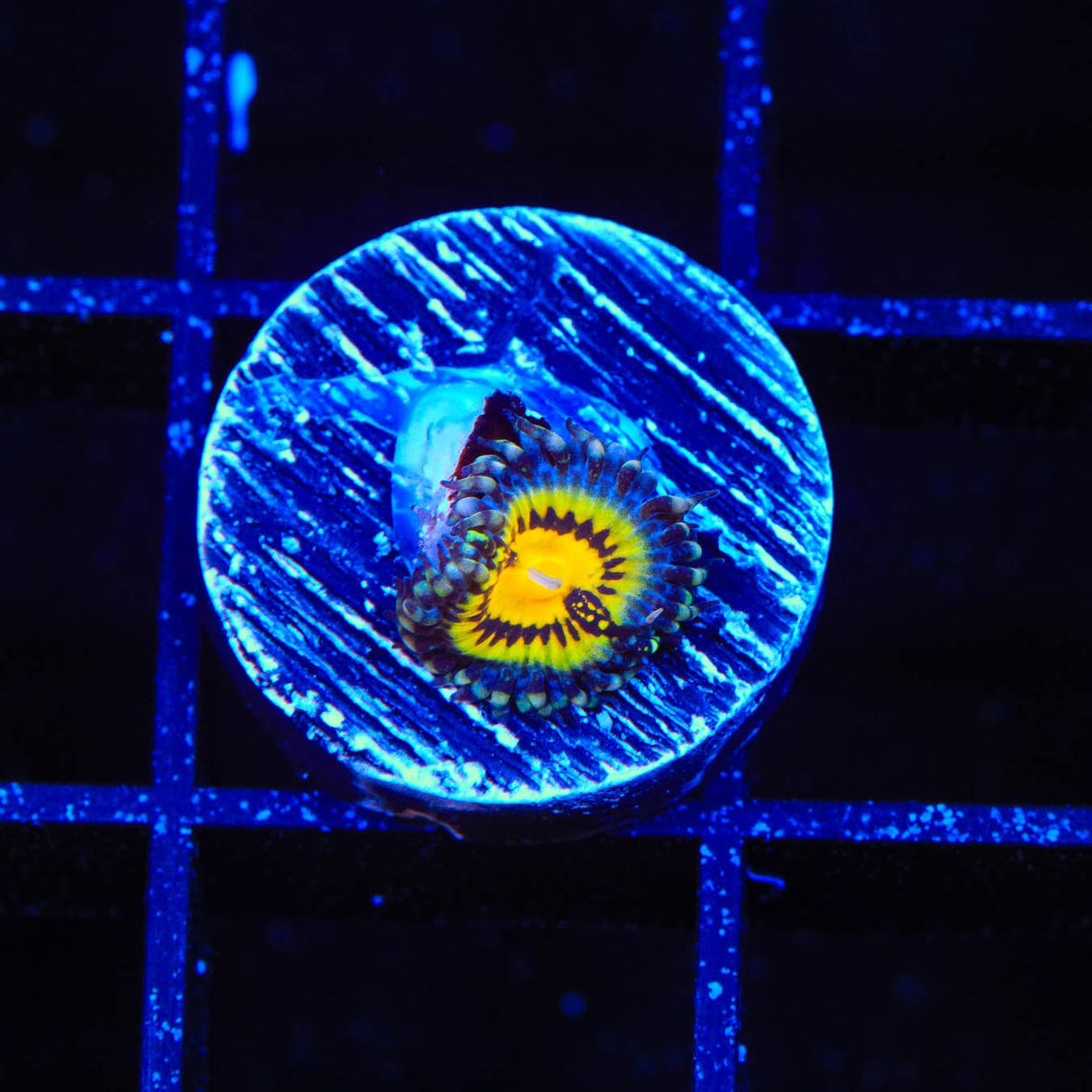 Butt Muncher Zoanthids Coral