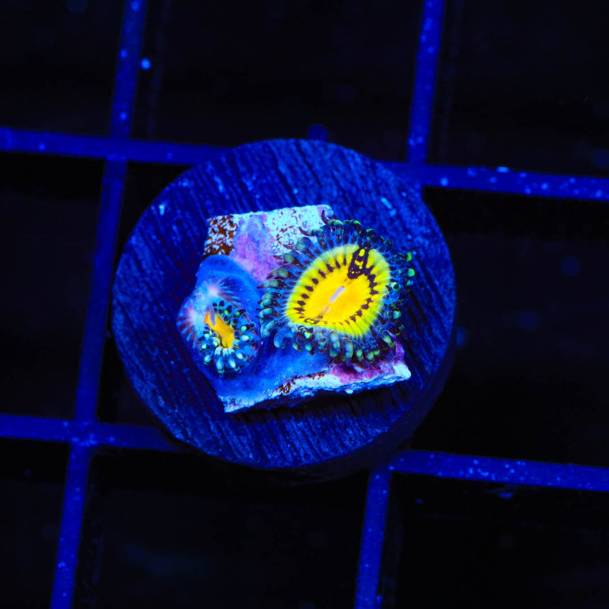 Butt Muncher Zoanthids Coral