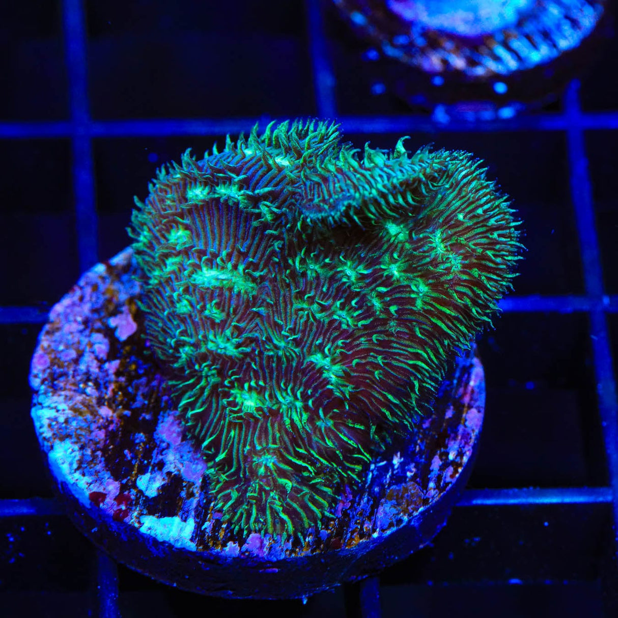 Cactus Pavona Coral