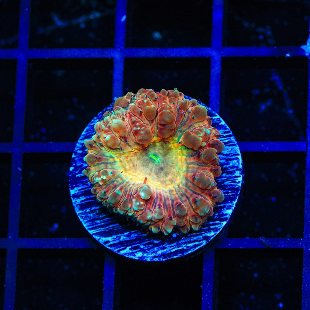 Candy Apple Blastomussa Coral