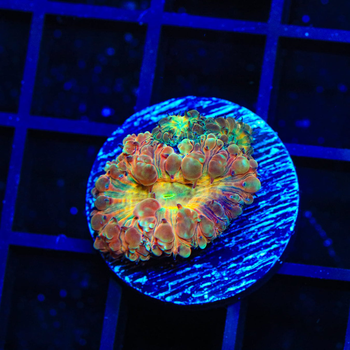 Candy Apple Blastomussa Coral