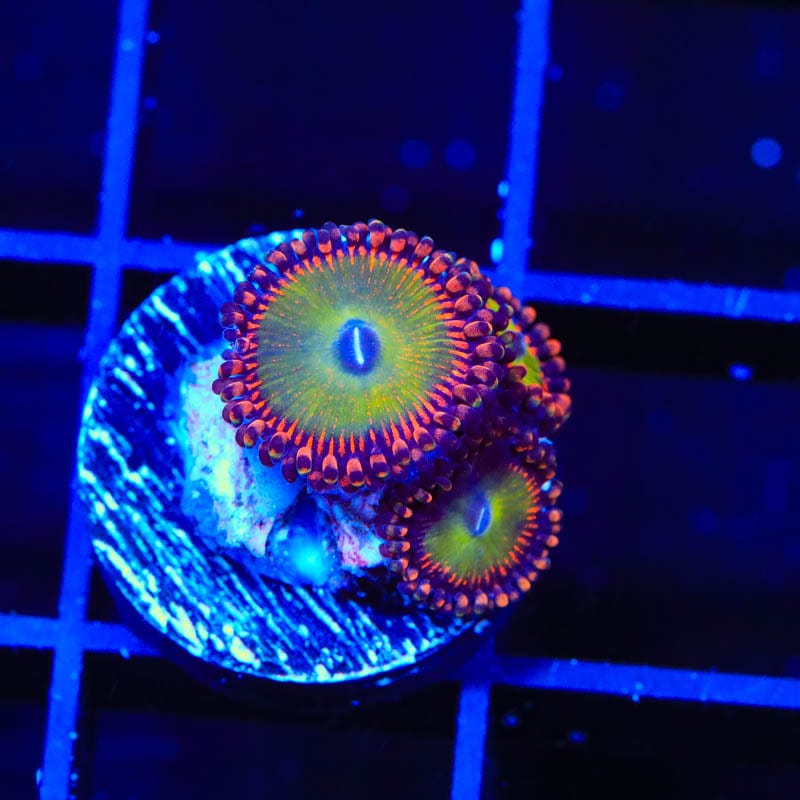 Candy Apple Red Zoanthids Coral