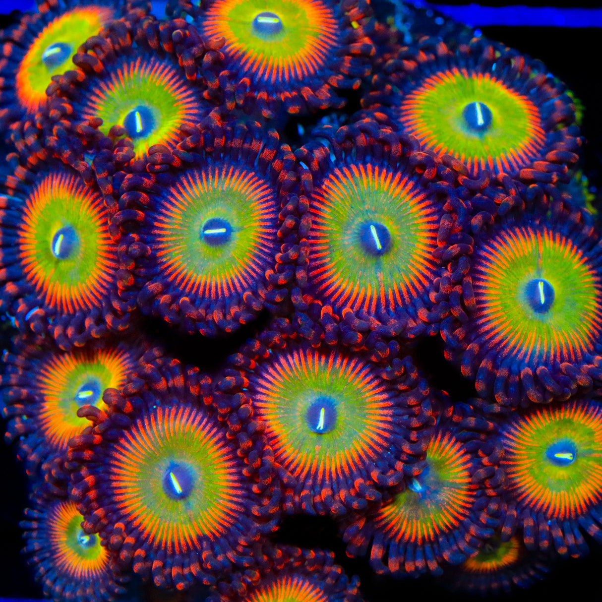 Candy Apple Red Zoanthids Coral