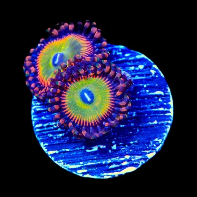 Candy Apple Reds Zoanthids Coral