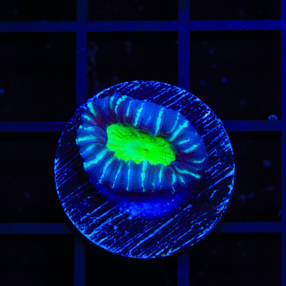 Candy Strip Candy Cane Coral