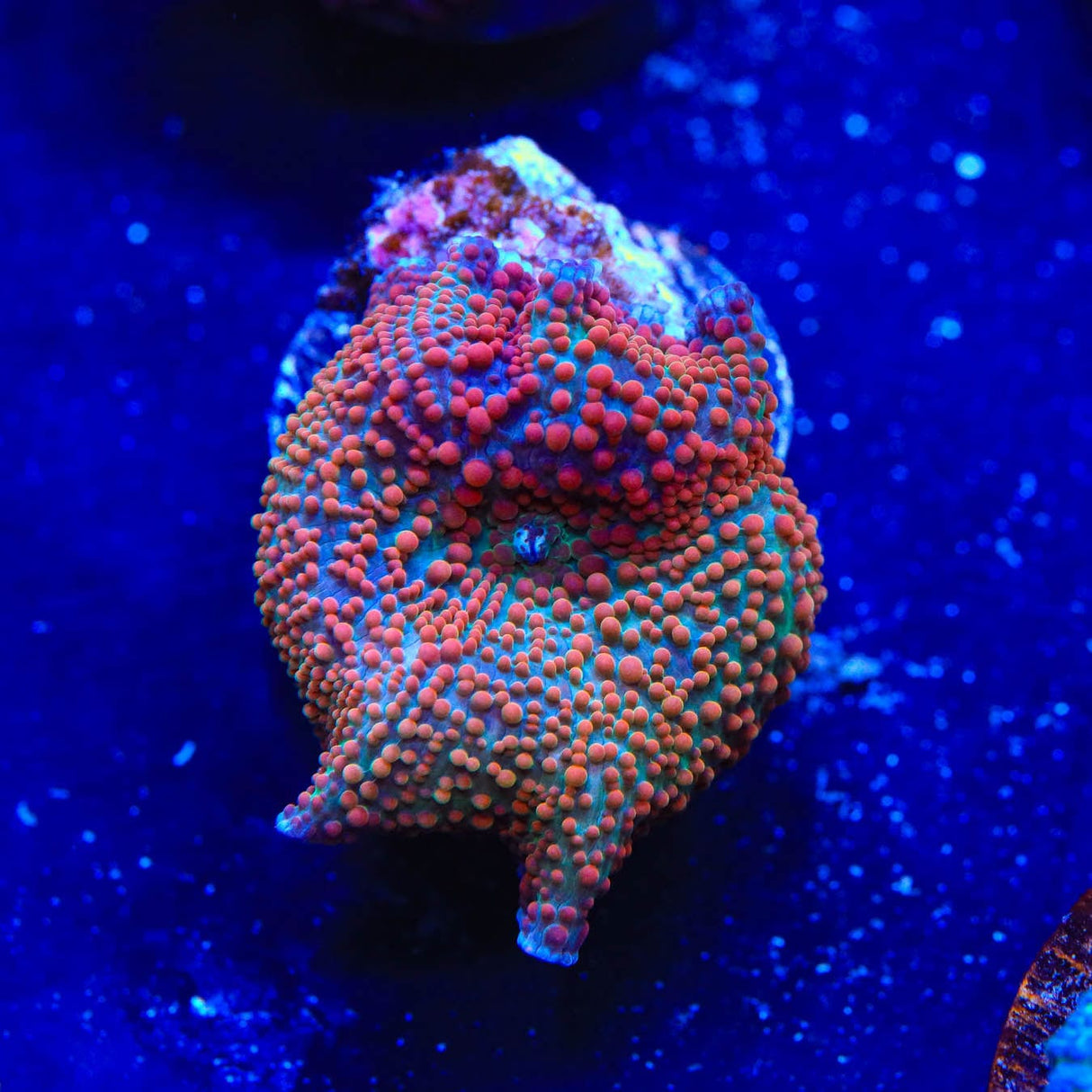 Candyland Mushroom Coral