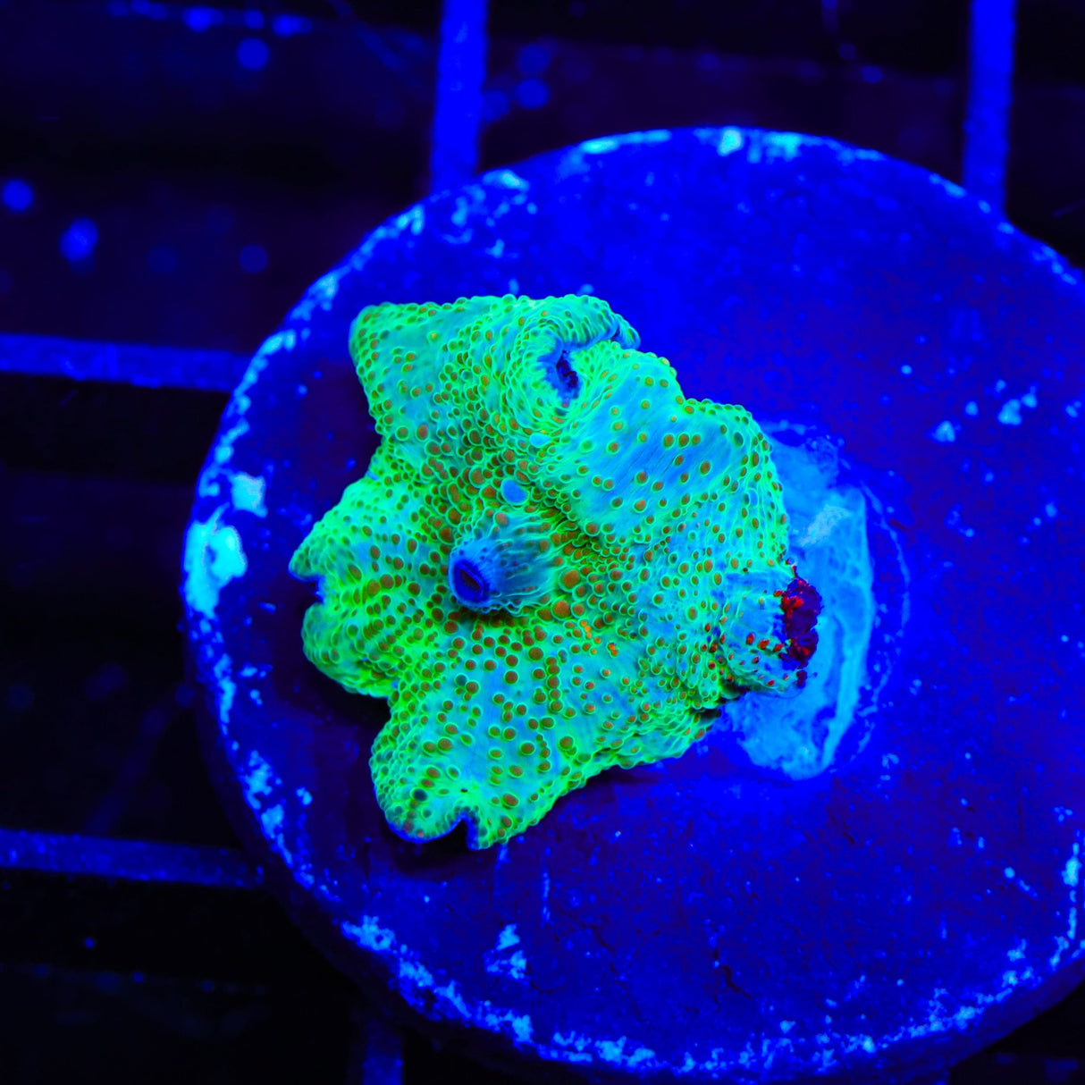Candyland Mushroom Coral