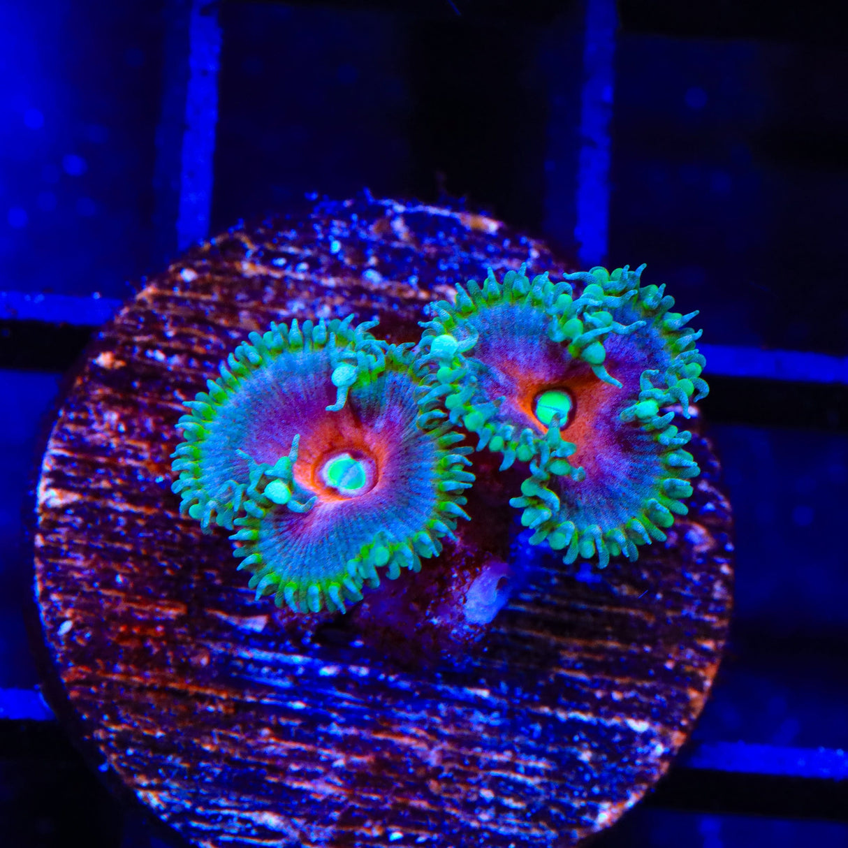 Captain America Palythoa Zoanthids Coral