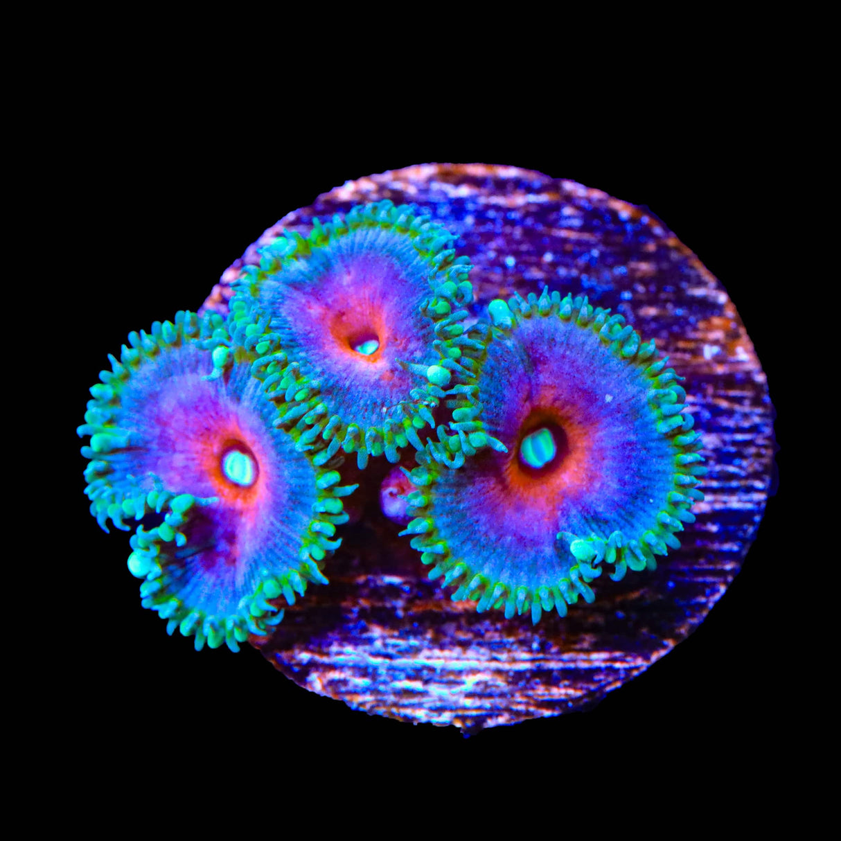 Captain America Palythoa Zoanthids Coral