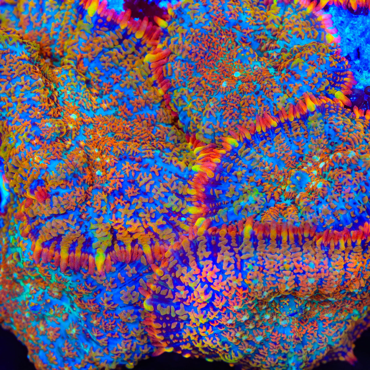 Captain Crunch Mushroom Coral