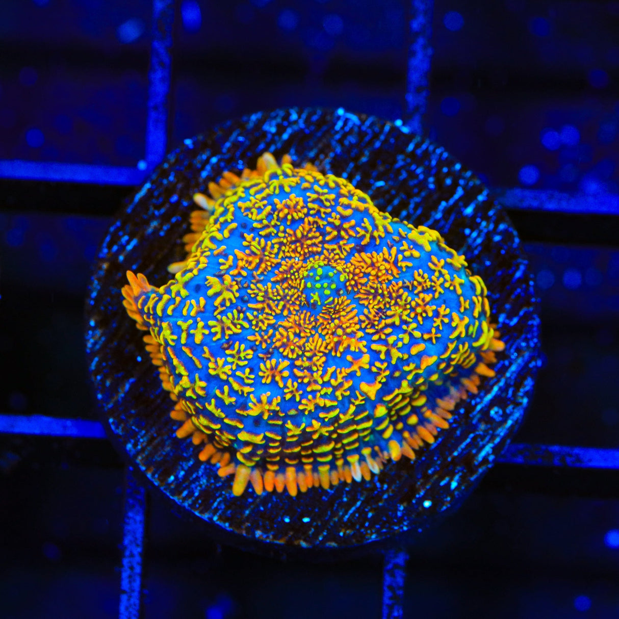 Captain Jack Mushroom Coral