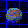 Captain Jack Rhodactis Mushroom Coral