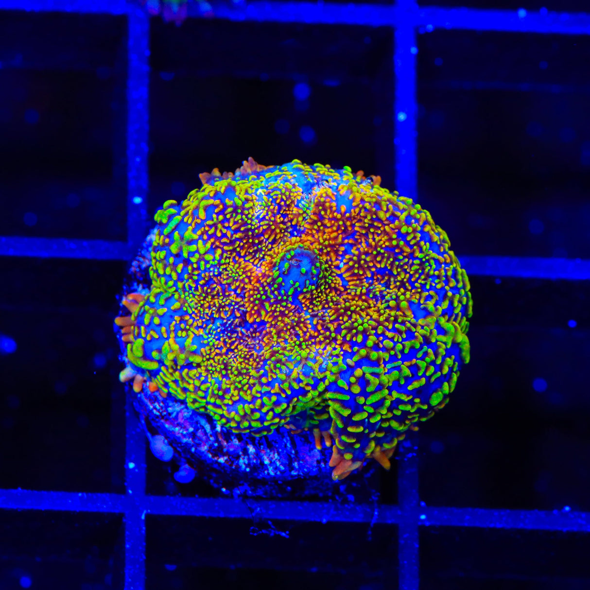Captain Jack Rhodactis Mushroom Coral