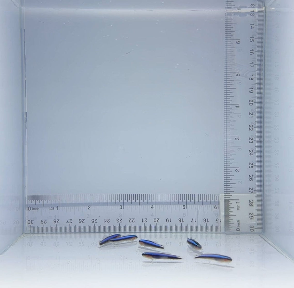 Captive-Bred Blue Line Cleaner Goby Fish