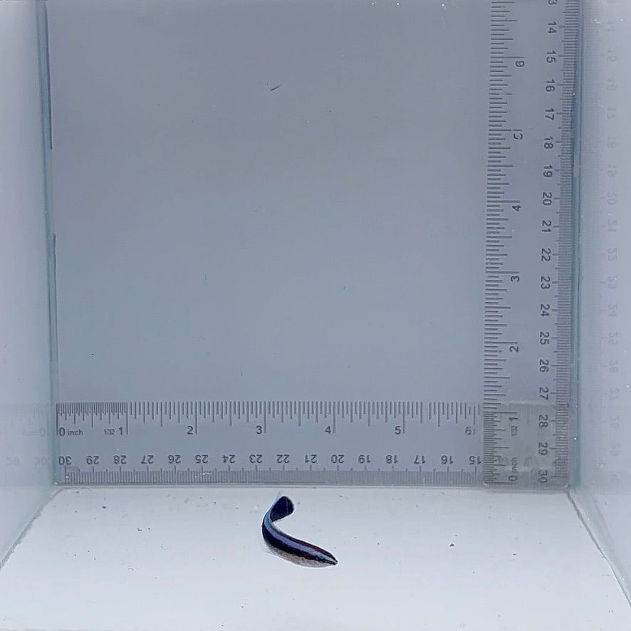 Captive-Bred Cleaner Wrasse (Labroides dimidiatus)
